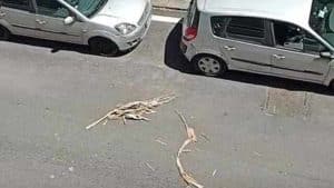 allarme sicurezza salerno alberi 26 maggio