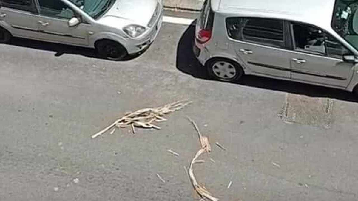 allarme sicurezza salerno alberi 26 maggio