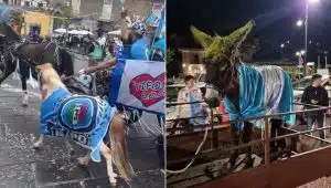 napoli asino festeggiamenti scudetto