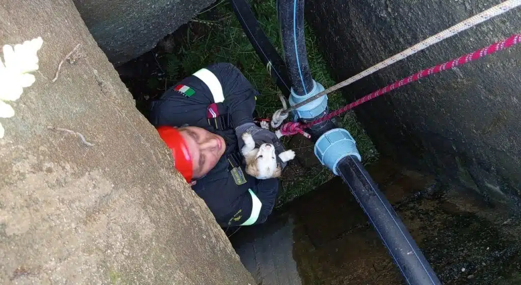 cannalonga cuccioli salvati tombino