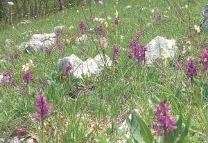Festa Valle Orchidee Sassano