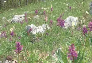 Festa Valle Orchidee Sassano