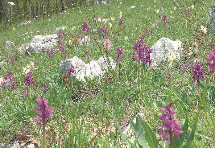 Festa Valle Orchidee Sassano