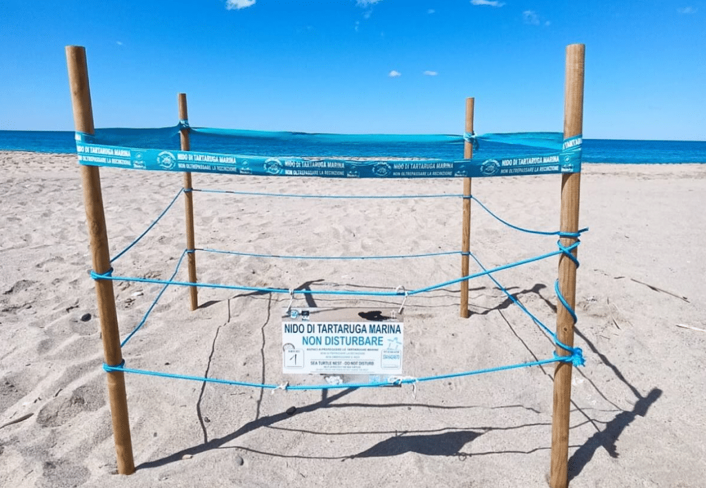 Ascea nido tartaruga Caretta