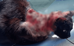 Gatto ustionato ad Avellino: choc per 'Pasqualino'