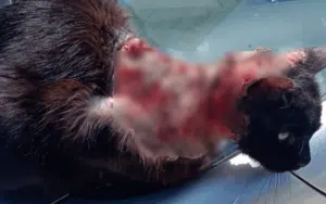 Gatto ustionato ad Avellino: choc per 'Pasqualino'