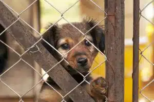 sicignano alburni adotta cane iniziative