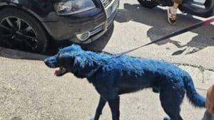 napoli cane verniciato vigilia scudetto