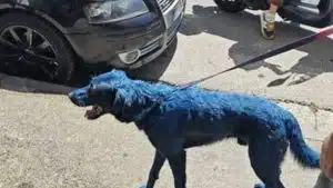 napoli cane verniciato vigilia scudetto
