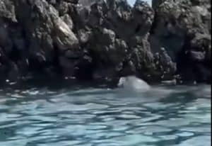 avvistamento foca Scario