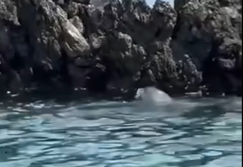 avvistamento foca Scario