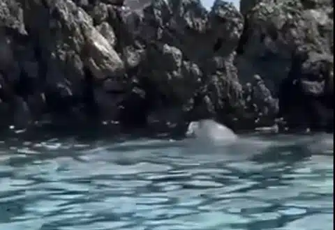 avvistamento foca Scario