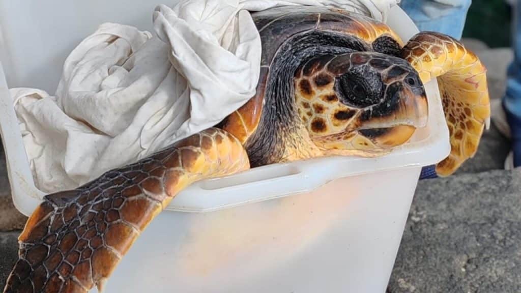 Salvataggio tartaruga Costiera Amalfitana
