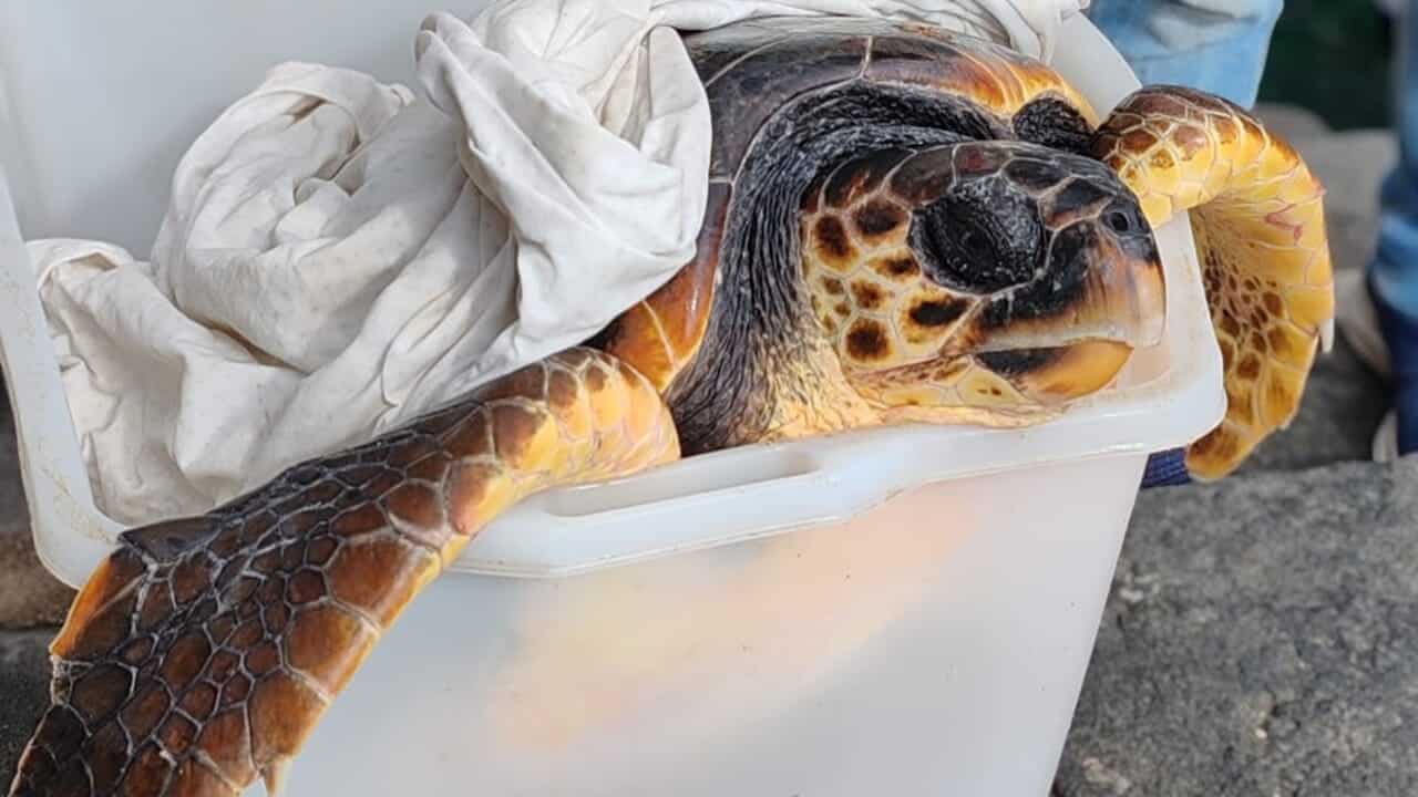 Salvataggio tartaruga Costiera Amalfitana