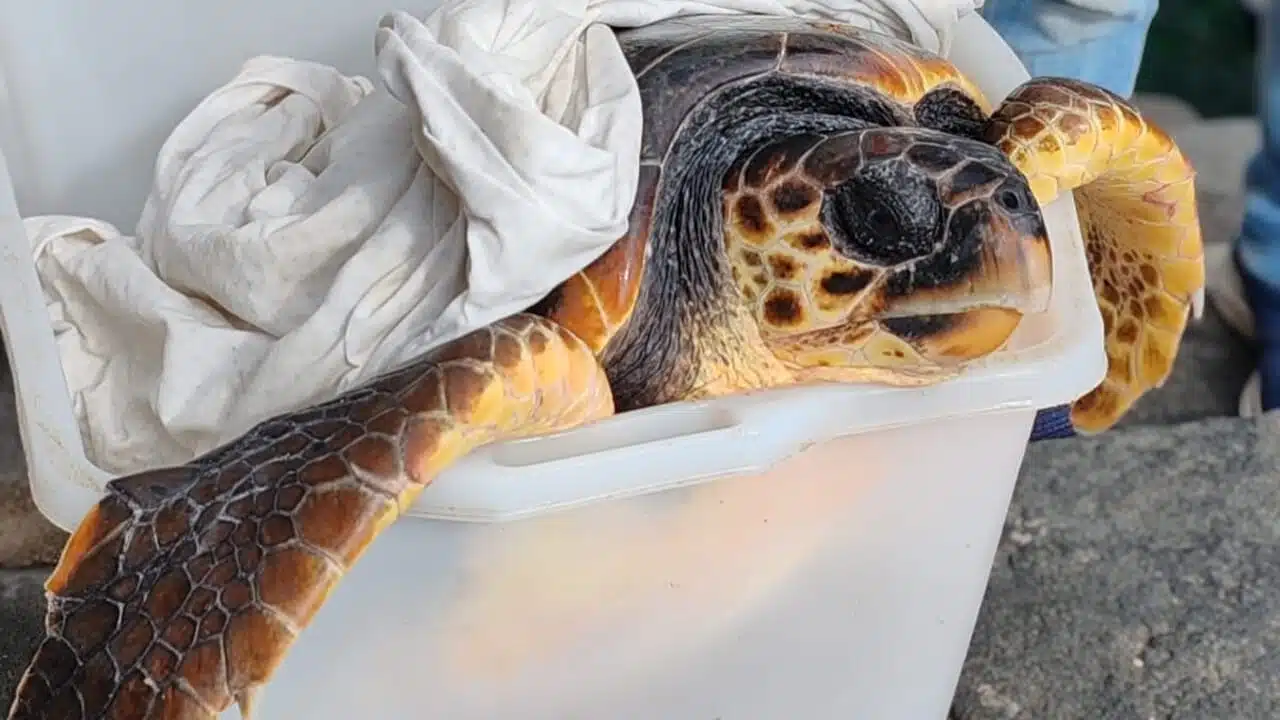 Salvataggio tartaruga Costiera Amalfitana