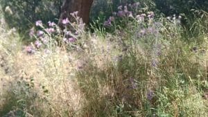 ascea rischio incendi giardino ulivi