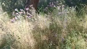 ascea rischio incendi giardino ulivi