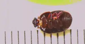 Allarme Aethina tumida, il coleottero che minaccia le api: in Campania scatta la sorveglianza dell’IZSM