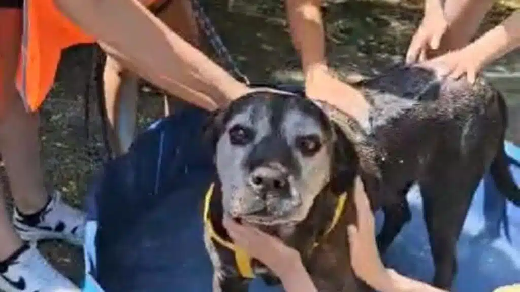 estate appello canile salerno