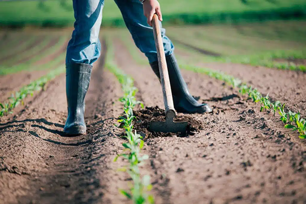 allarme caldo ordinanza de luca lavoratori agricoli edili