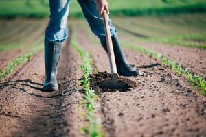 allarme caldo ordinanza de luca lavoratori agricoli edili