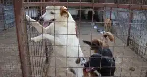 cani maltrattati canile abusivo pontecagnano faiano condanna