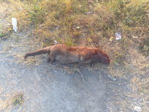 eboli lontra morta