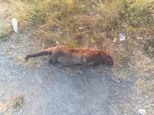 eboli lontra morta