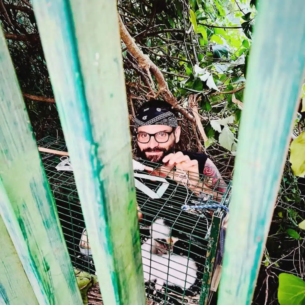 emergenza gattini randagi salerno