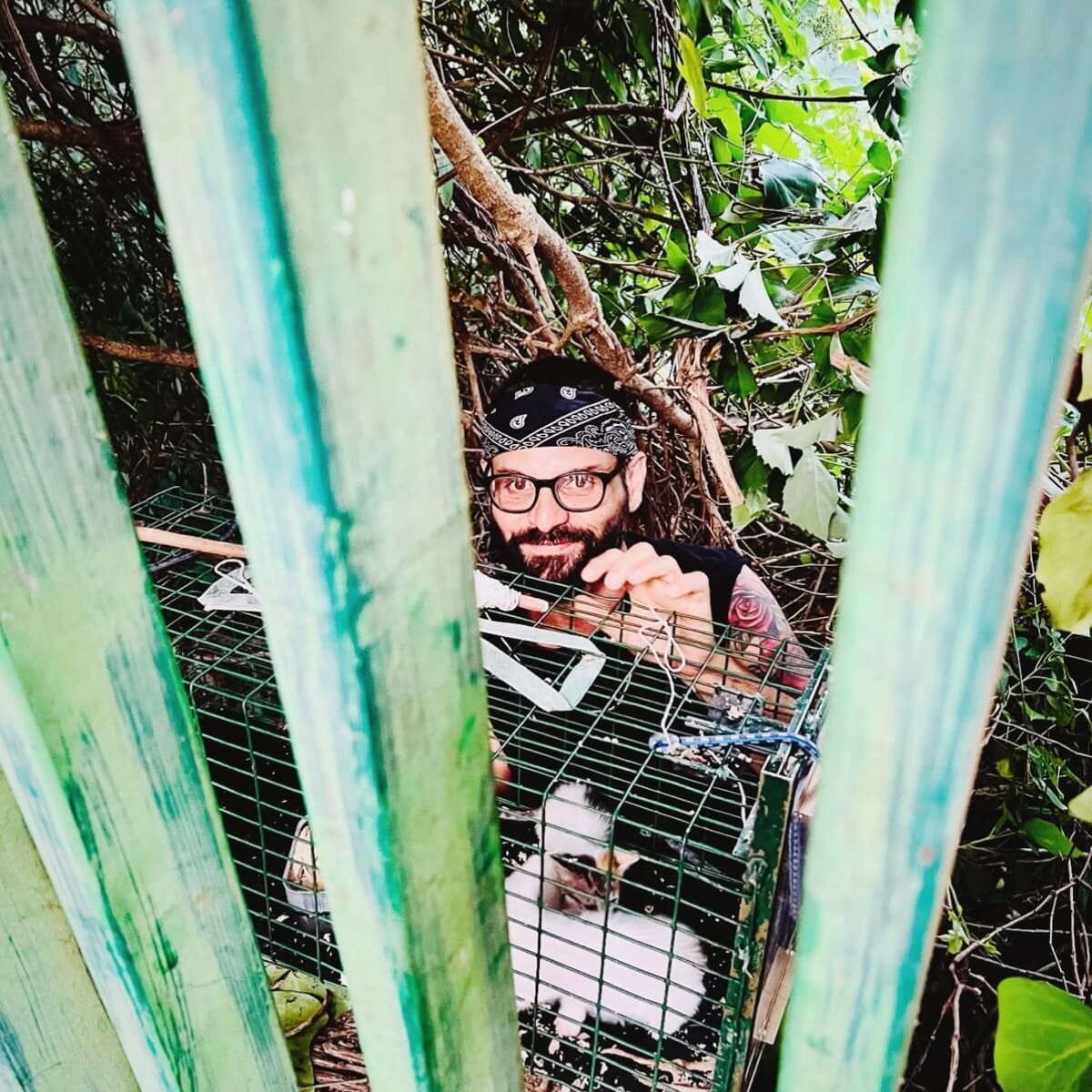 emergenza gattini randagi salerno