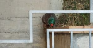 ascea gatto incastrato bottiglia salvato residenti