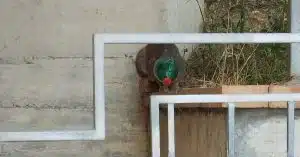 ascea gatto incastrato bottiglia salvato residenti