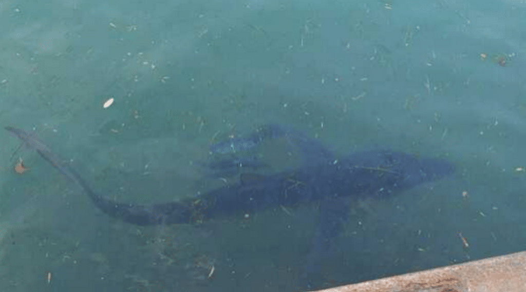 porto policastro avvistato cucciolo squalo