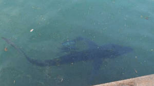porto policastro avvistato cucciolo squalo
