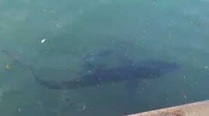 porto policastro avvistato cucciolo squalo