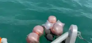 inquinamento mare salerno palloncini idrocarburi