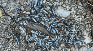 Battipaglia fiume Tusciano prosciugato