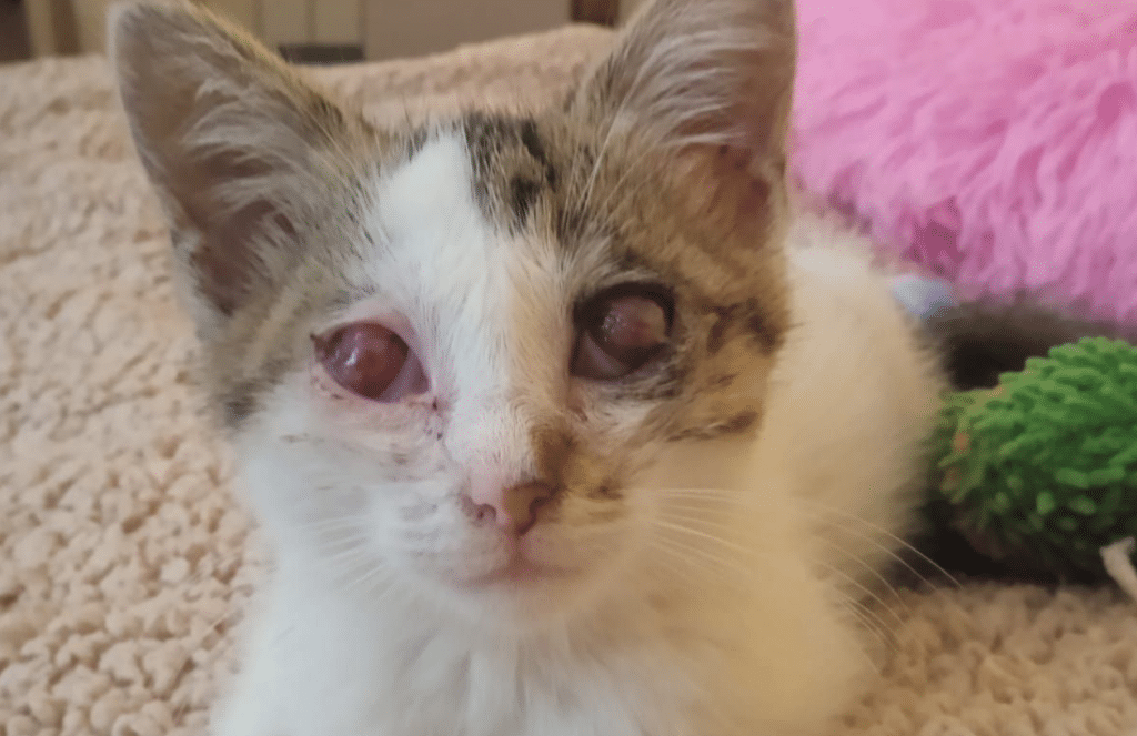 Salerno adottare gattina