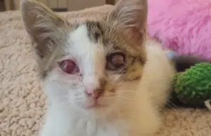 Salerno adottare gattina