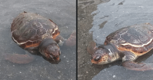 Salerno tartaruga morta Pastena