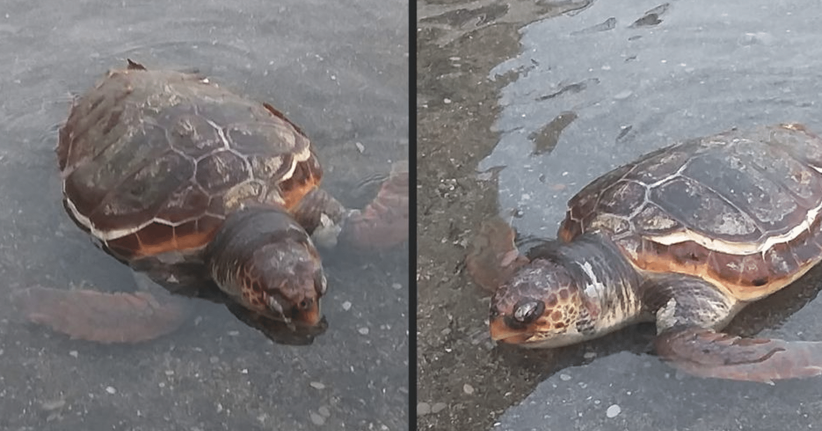 Salerno tartaruga morta Pastena