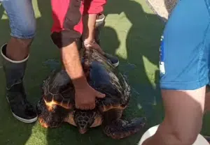 Tartaruga salvata casal velino