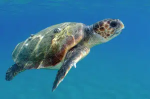Pontecagnano morta tartaruga