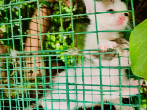 Salerno salvata gatta cuccioli