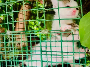 Salerno salvata gatta cuccioli