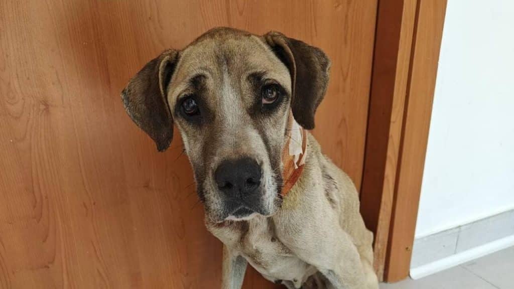 nocera cagnolina cieca legata catena salvata
