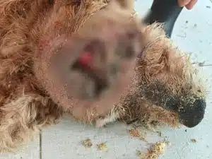 mercato san severino cani testa spaccata