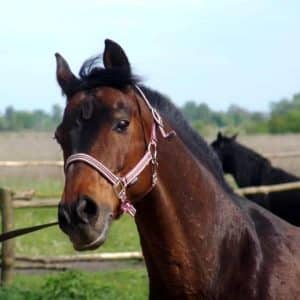 pontecagnano consiglio stato corse ippiche