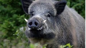 cinghiale incidente stradale Battipaglia