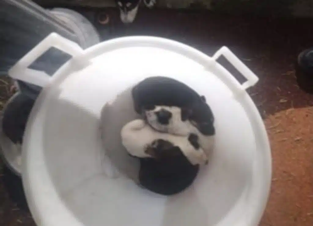 San Rufo, abbandonati una cagnolina e sei cuccioli: la denuncia del vice sindaco